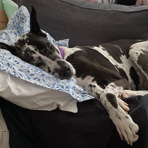 Meet your Posher, Finnegan